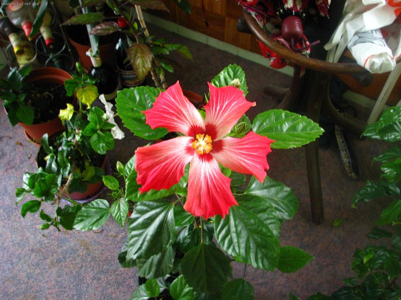 Foto: ibi�ek-eliesa