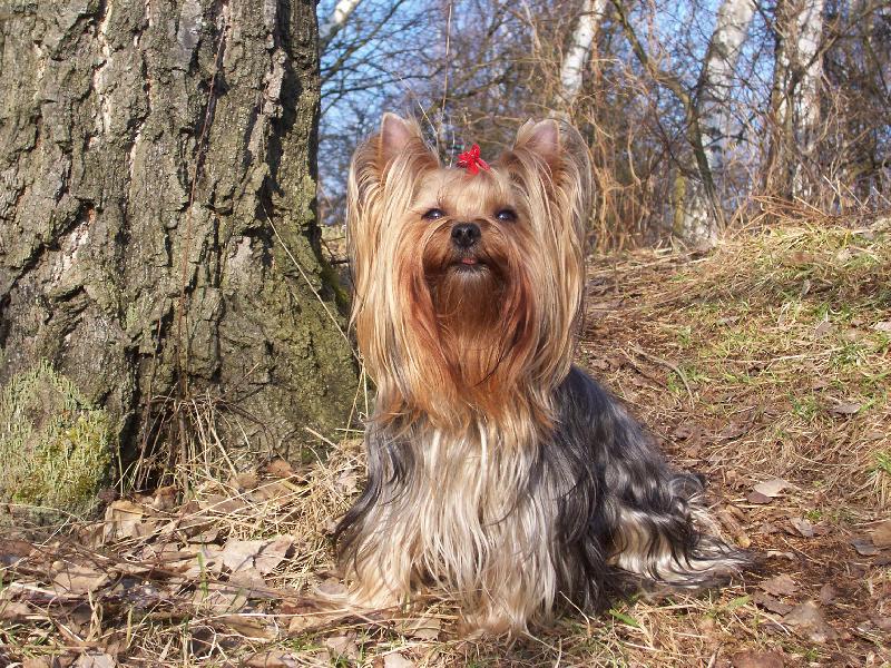 Foto: Bessy v lese-Bessy v lese