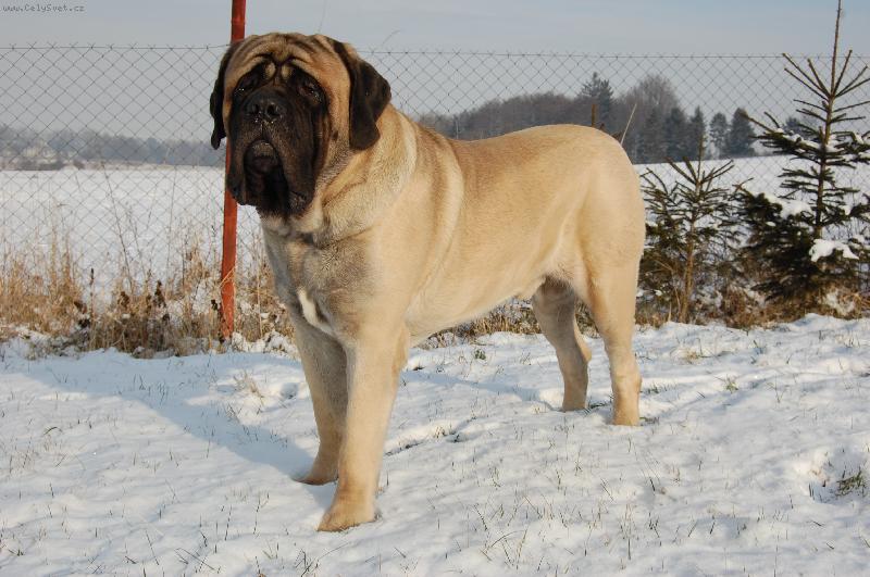 Foto: Albert 1-westgort anticipation