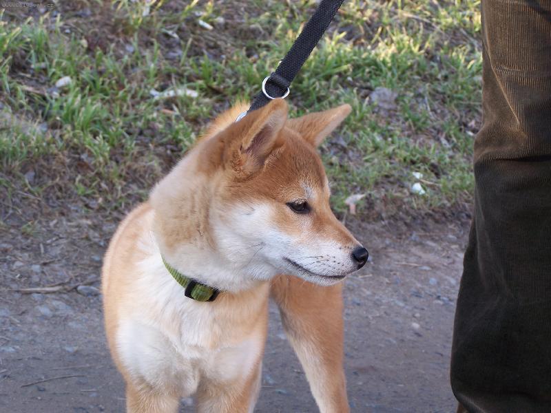 Foto: Casper-n�e mal� shiba
