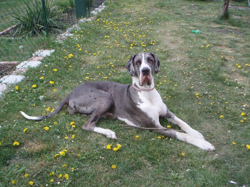 Foto: Bosanova Quincy Etc