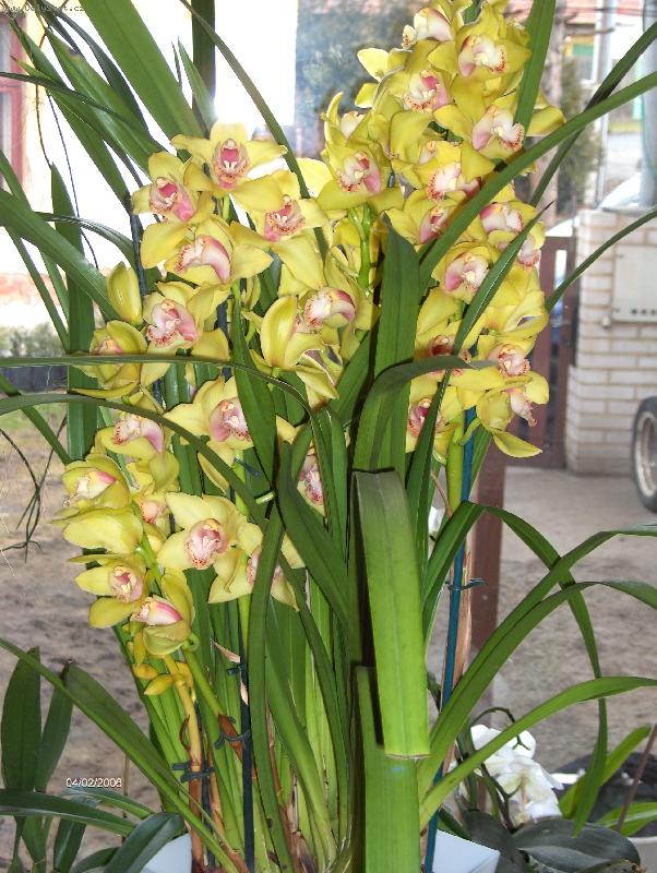 Foto: Cymbidium