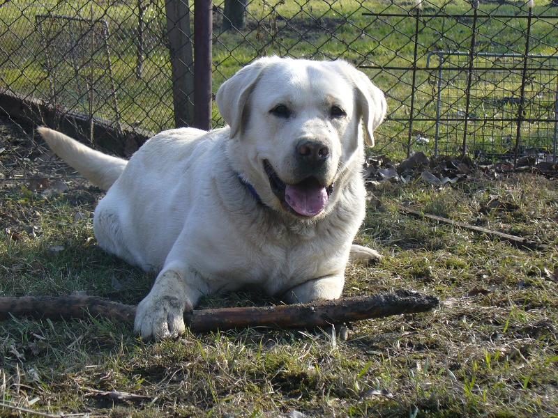 Foto: Cliff��ek-Labradorsk� retr�ver...