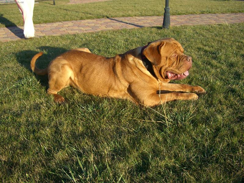 Foto: Bentley na zahrad�