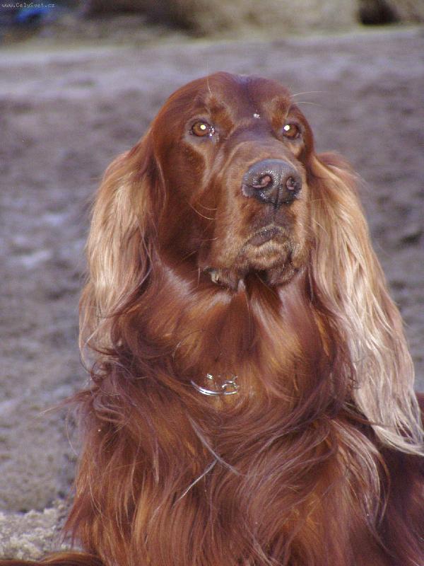 Foto: Denys-Irsk� setr-Denys