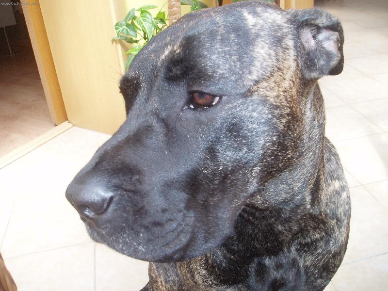 Foto: Bella-18m�s�c�