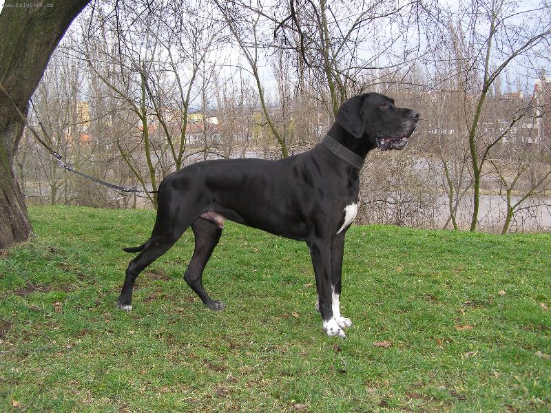 Foto: Dante �esk� Sirius