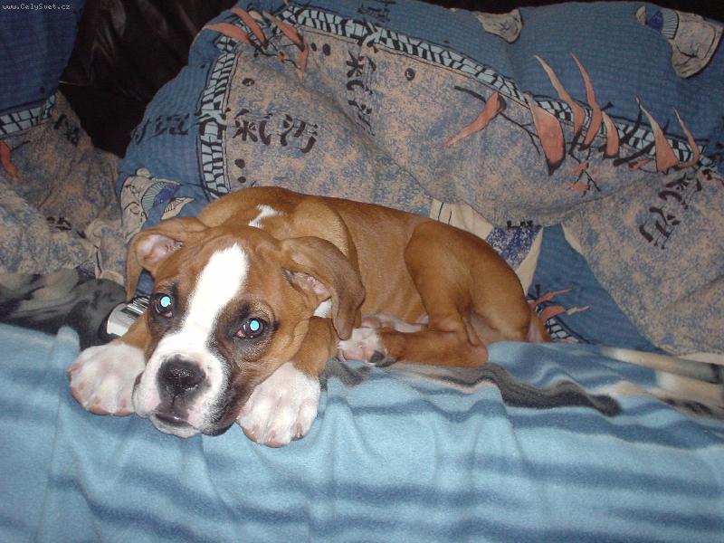 Foto: a jde se spinkat