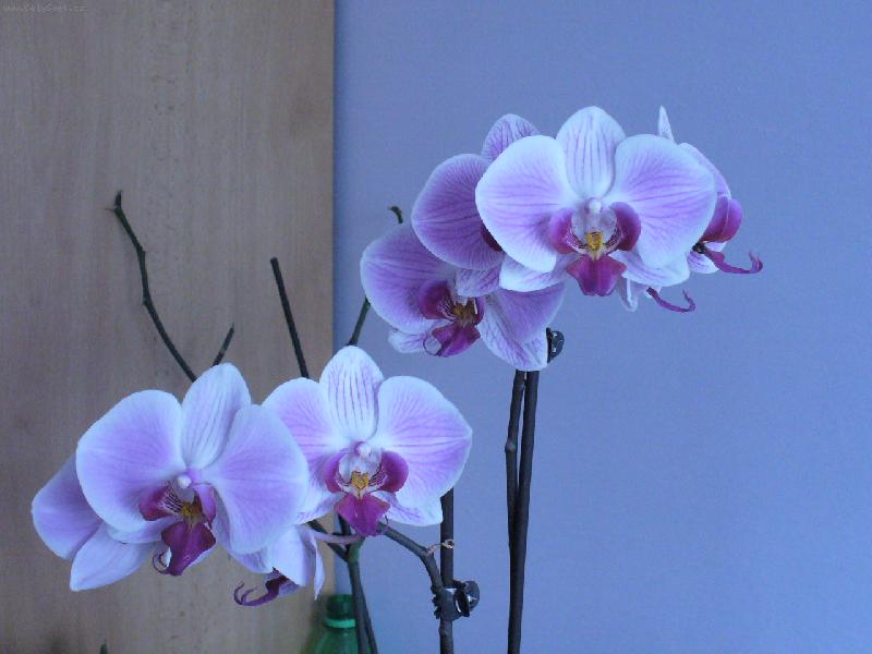 Foto: orchidej