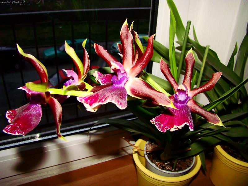 Foto: orchidej - Zygopentalum