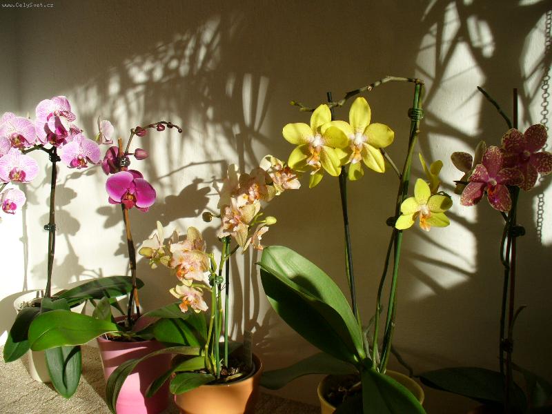 Foto: phalaenopsis