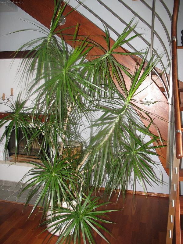 Foto: dracena marginata