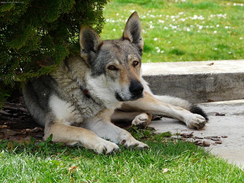 Foto: obi-www.obioduhoste.wz.cz