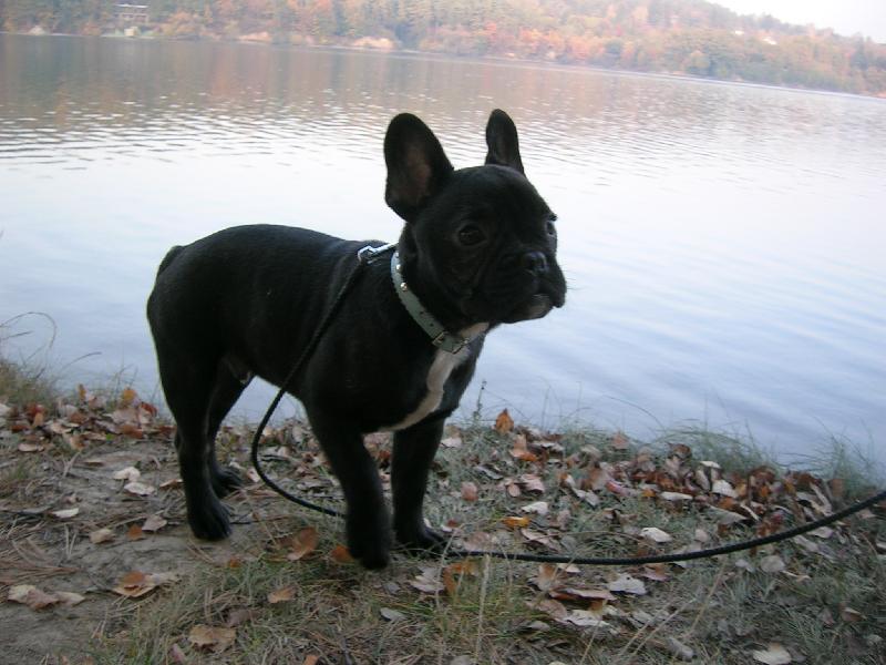 Foto: Jazz-u p�ehrady ( rad�ji je�t� pod dozorem )