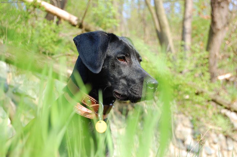 Foto: V plamenech jara