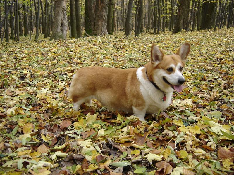 Foto: Gr�a-Jesenn� foto