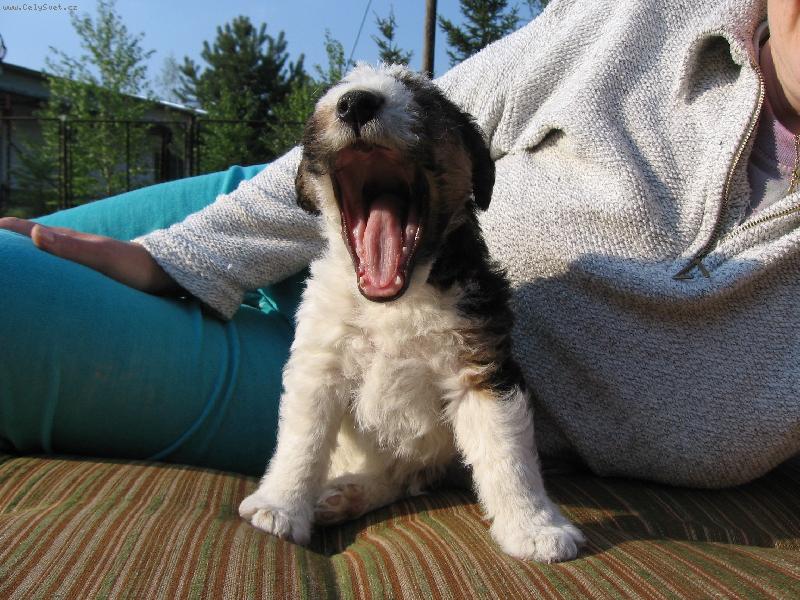 Foto: u� se mi chce spinkat