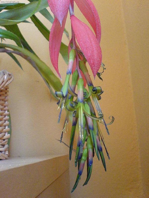 Foto: Billbergie-kv�t