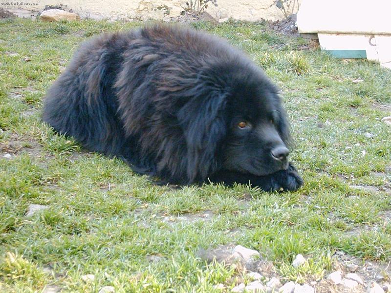 Foto: Barry-11-ti let� pes