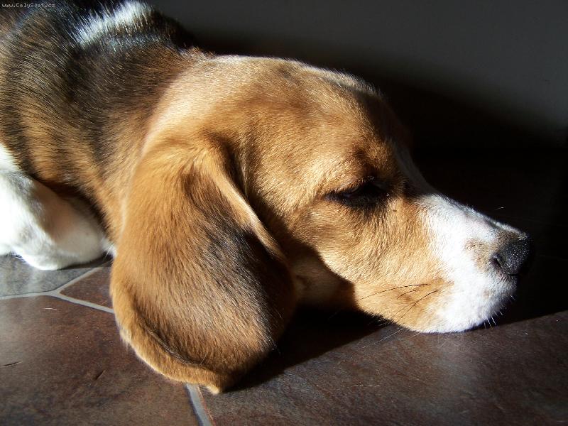 Foto: Paprsky slunce