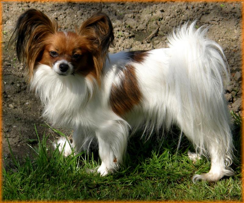 Foto: papillonci z T��na-Goldy