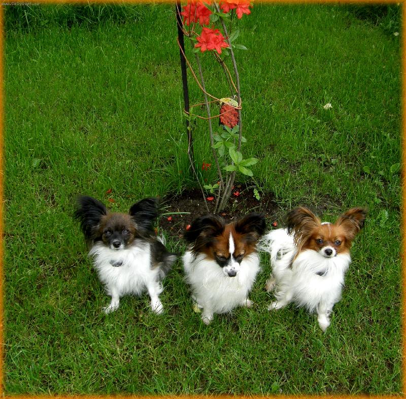 Foto: papillonci z T��na-papi�ek