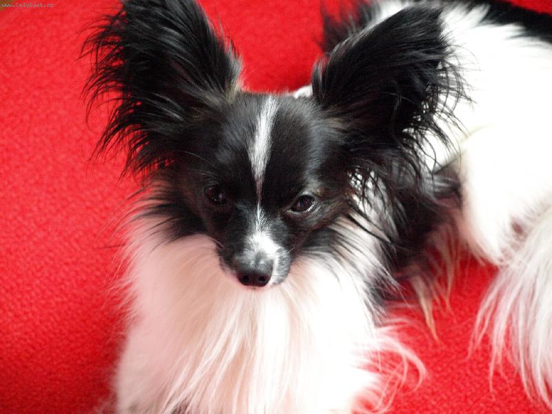 Foto: Amadeus Camilla Altair-papillonek