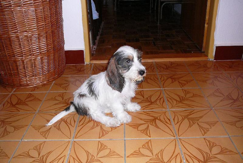 Foto: Josefina Elve Bohemica �t�n�-�t�n� baseta