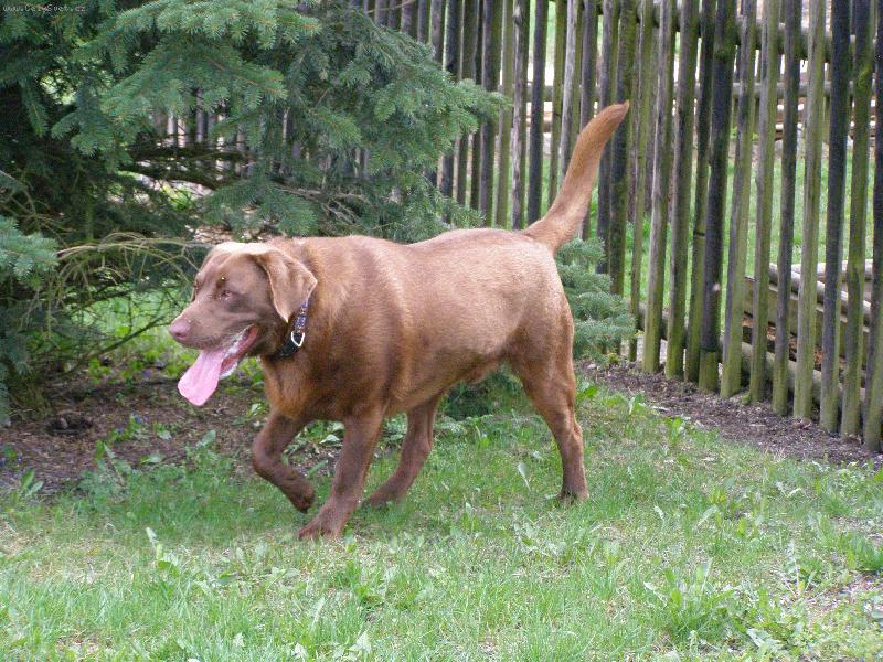 Foto: Rocky-jde vyhnat vet�elce