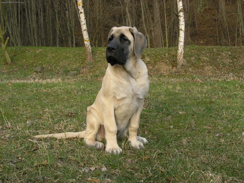 Foto: Bassira 3,5 m�s�ce