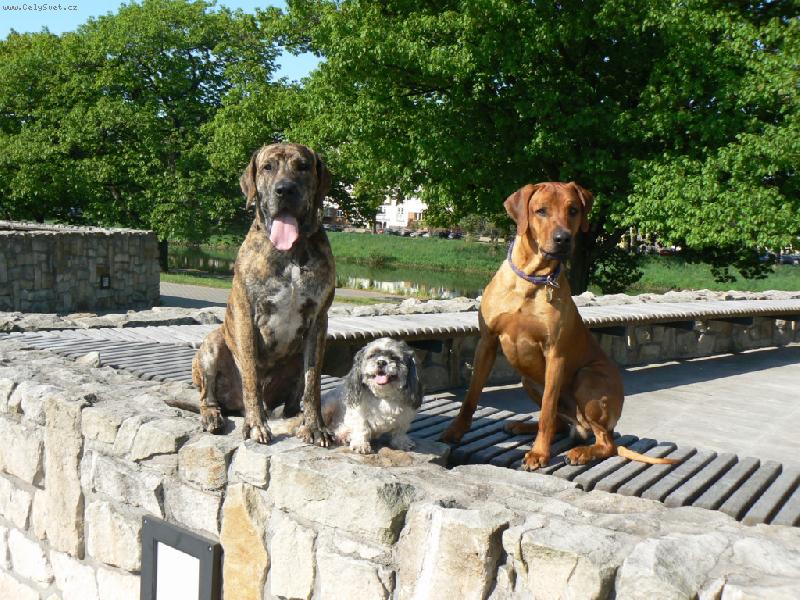 Foto: Amor a jeho nejlep�� kamar�di