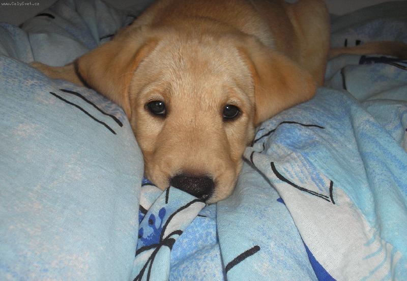 Foto: Britu�ka-7 t�dn�