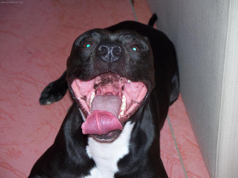 Foto: To je mazel-uf to byla prochazka