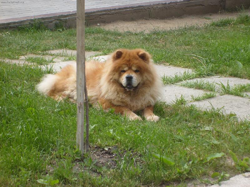 Foto: Ustora Haltrava-desetilet� d�ma ...