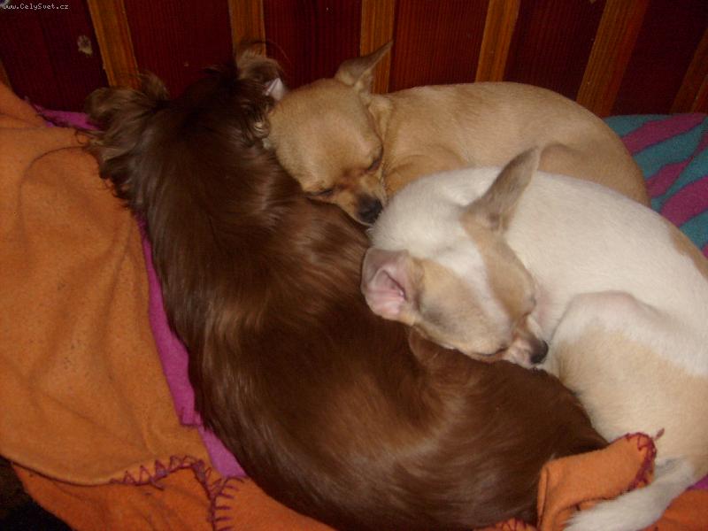 Foto: T�i sest�i�ky-sladk� sp�nek ...