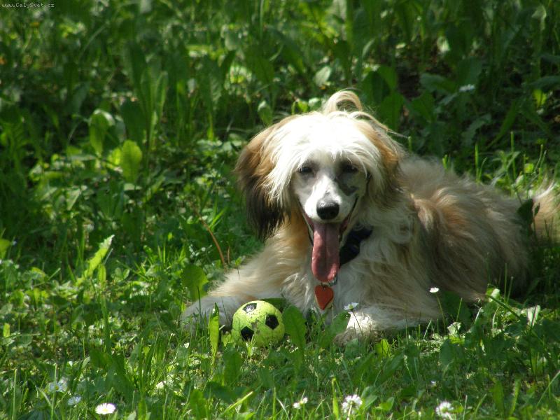 Foto: Elie Josh-chv�le odpo�inku