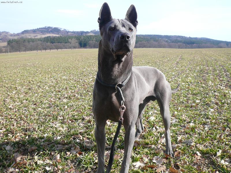 Foto: www.thailandridgeback.cz