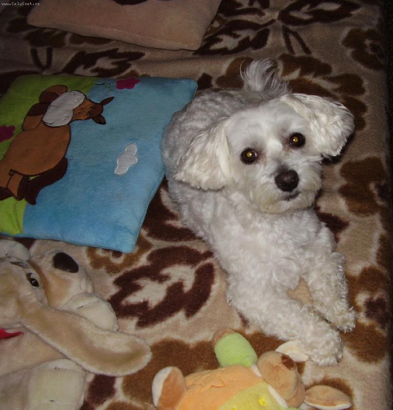 Foto: N� mil��ek Samuel