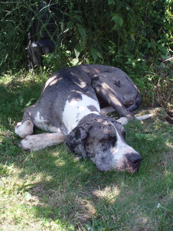 Foto: Bosanova Quincy ETC-Odpoledn� siesta