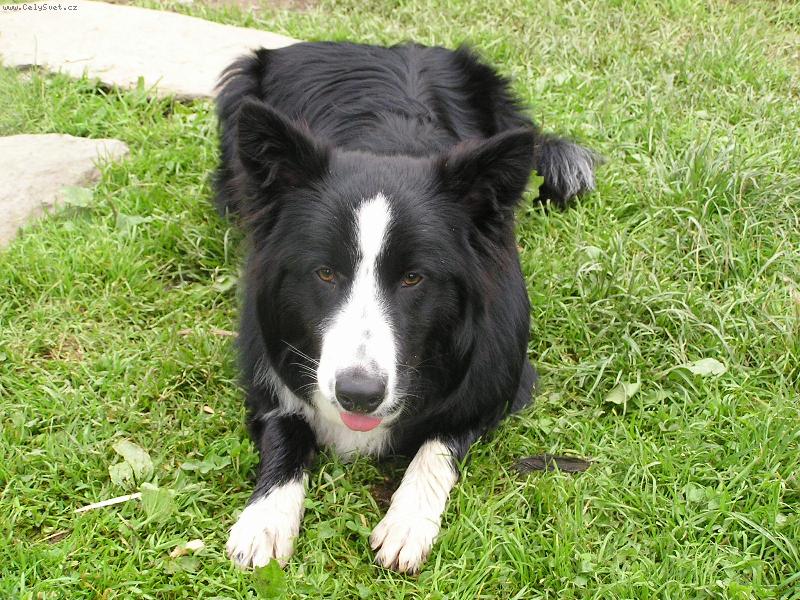 Foto: Bendzi-7 m�s�c�