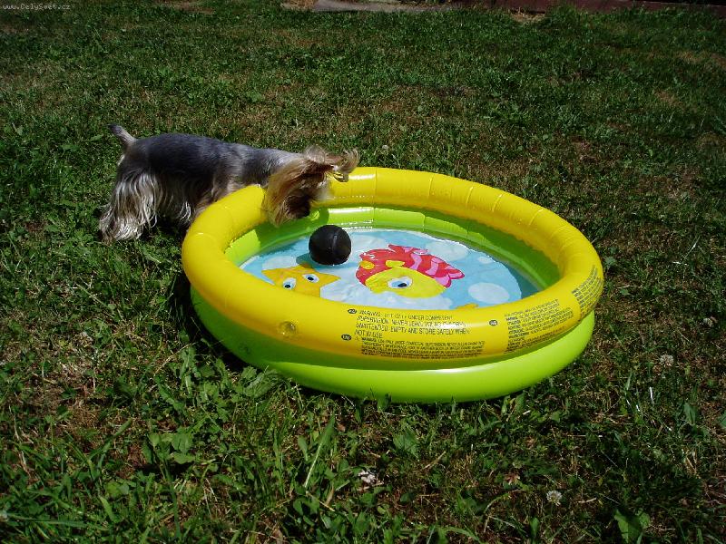 Foto: Aduli m� bazen-Adulka a baz�nek