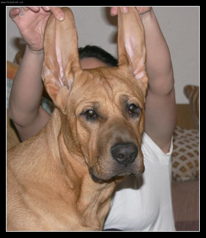 Foto: Baldey ze �pi��ku 7 m�s�c�