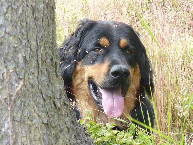 Foto: Schov�van� za stromem