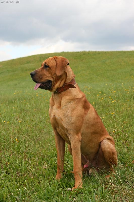 Foto: Baldey ze �pi��ku 11 m�s�cu