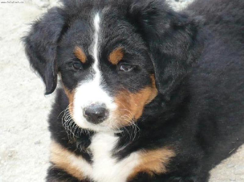 Foto: Bellinka z �ervenky-....