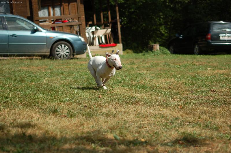 Foto: sp�ch�m-coursing v Prudk�