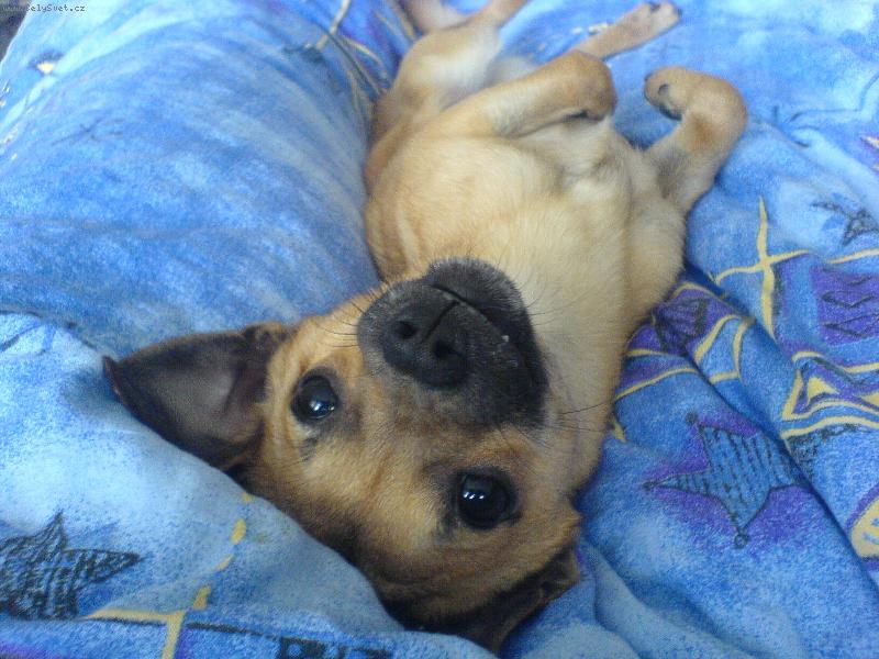 Foto: Shorty-takhle se v�lim v duchn�ch:-)