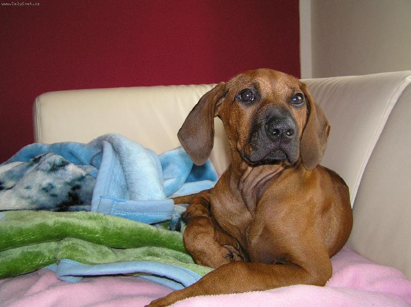 Foto: Enynka-Na�e modelka :-)