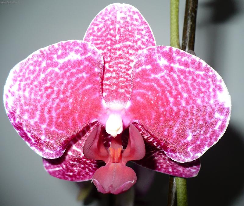 Foto: m�rovec �ervenofialov� ��han�