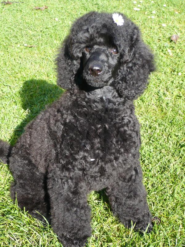 Foto: Dulcinea De Nigromanta-Duls�-mal� pudl� sle�na